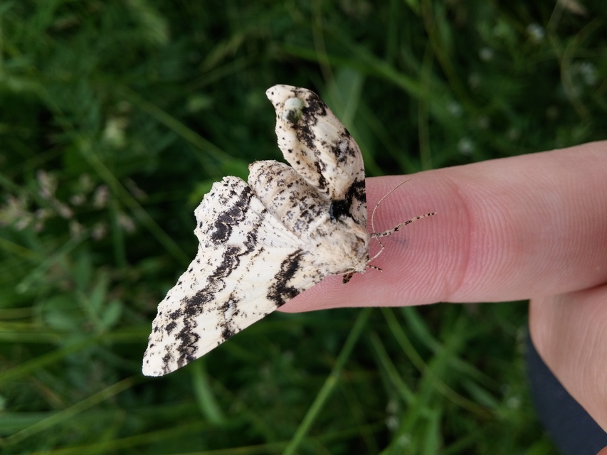 Ascotis selenaria - holdas faaraszoló
