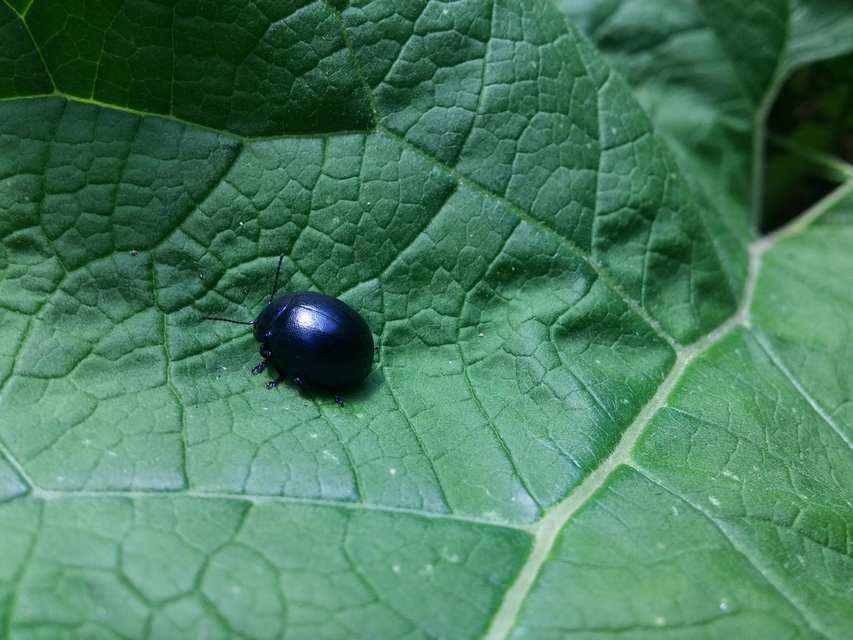 Chrysolina globipennis olivieri - hegyi levélbogár
