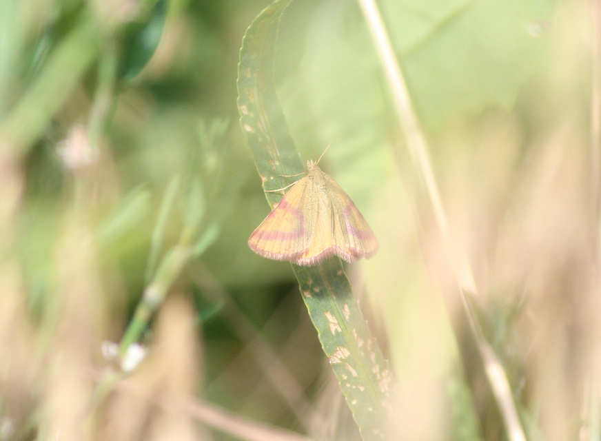 Lythria purpuraria - bíborsávos araszoló