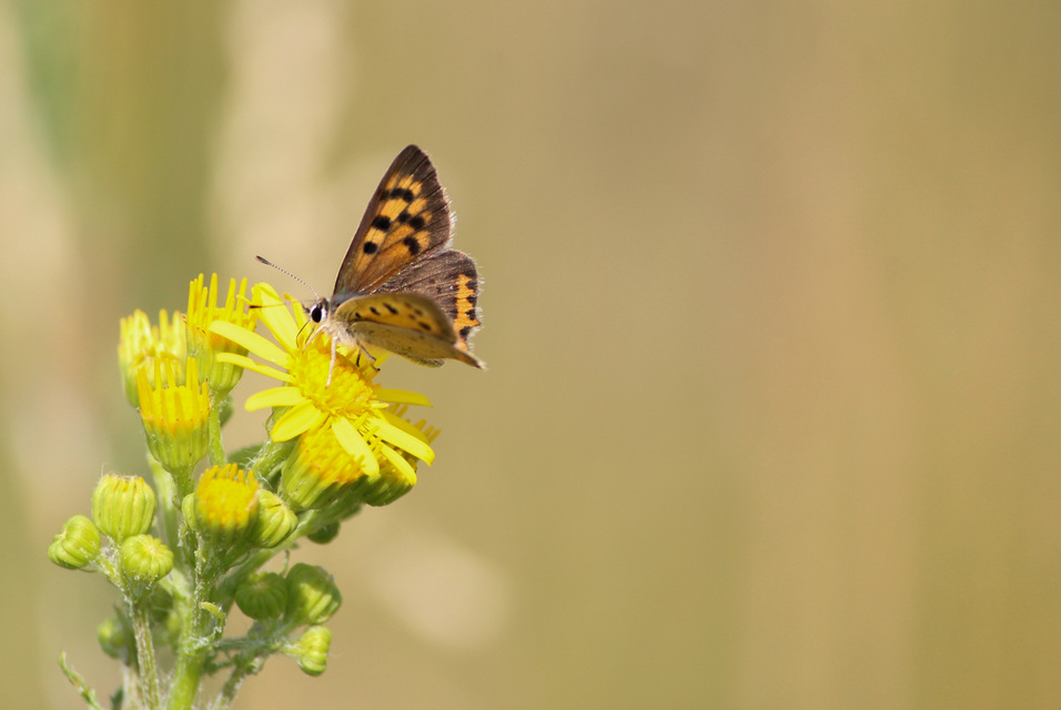 Lycaena phlaeas - közönséges tűzlepke