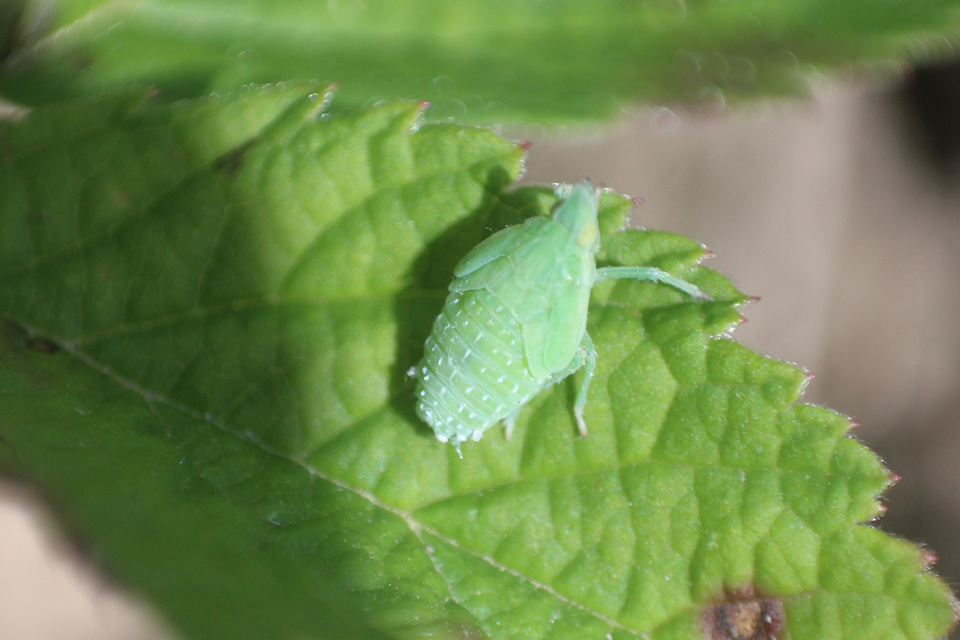 Dictyophara europaea