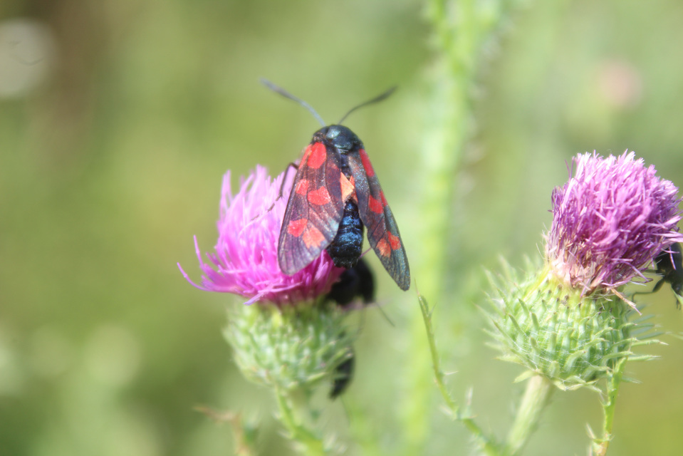 Zygaena filipendulae - acélszínű csüngőlepke