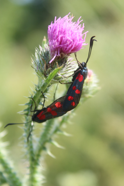 Zygaena filipendulae - acélszínű csüngőlepke