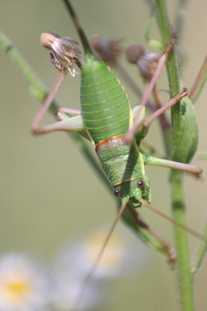 Ephippiger ephippiger - nyergesszöcske