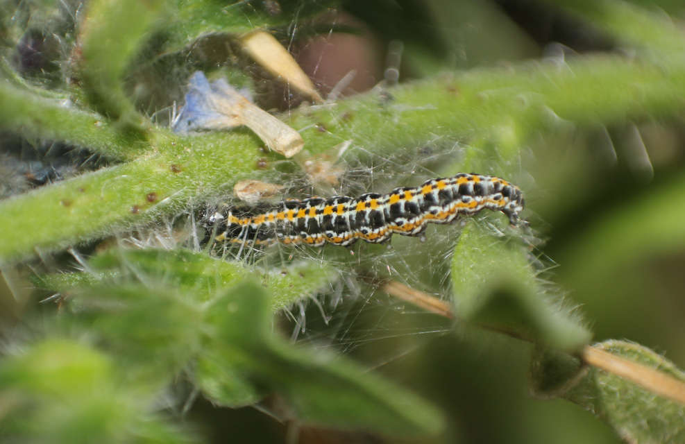 Ethmia bipunctella - kétpettyes feketemoly