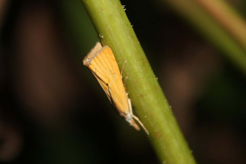 Xanthocrambus saxonellus - sárga fűgyökérmoly