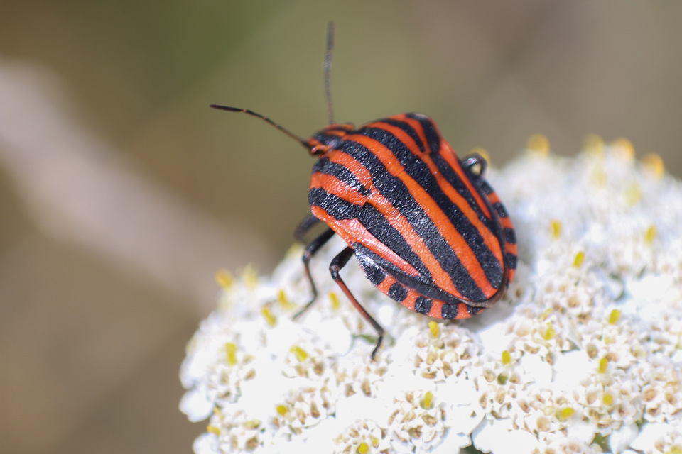 Graphosoma italicum - csíkos pajzsospoloska