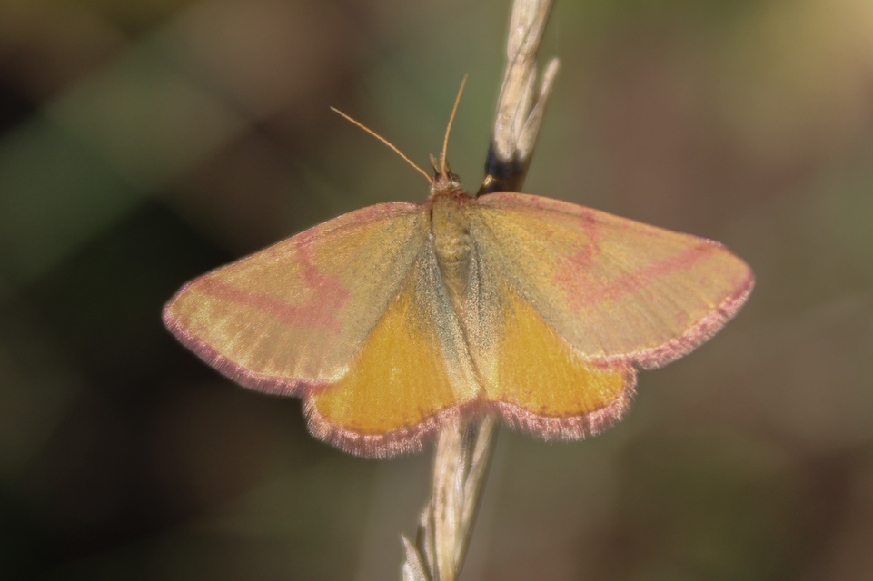 Lythria purpuraria - bíborsávos araszoló