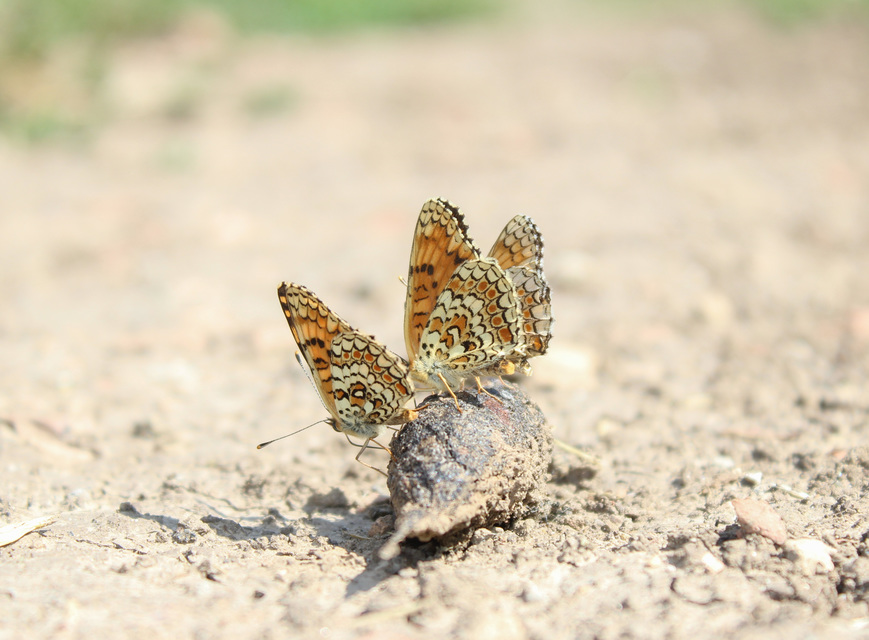 Melitaea phoebe - nagy tarkalepke