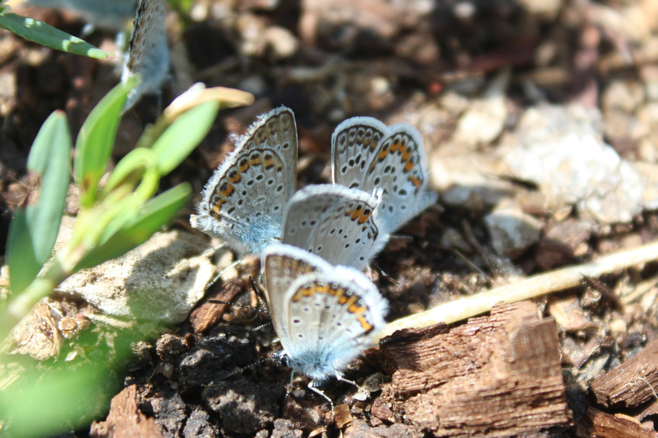 Plebejus argus - ezüstös boglárka