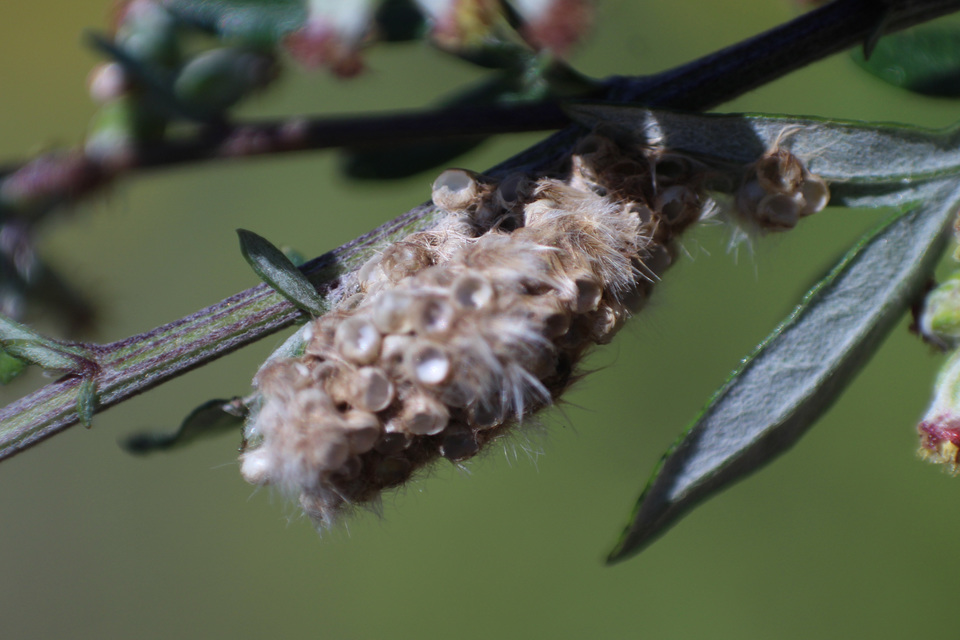 Gynaephora fascelina - vesszős szövő