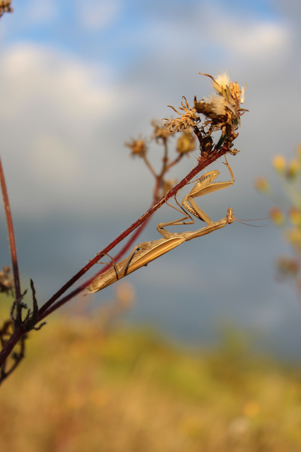 Mantis religiosa - imádkozósáska