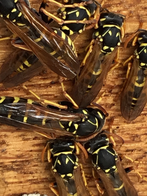 Polistes - papírdarazsak