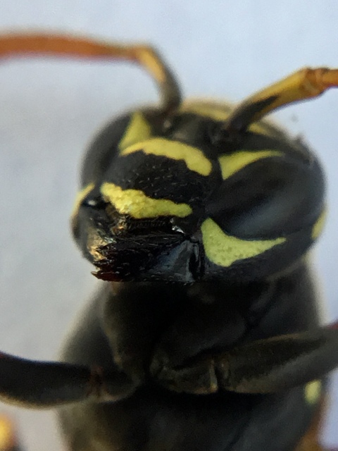 Polistes nimpha - padlásdarázs