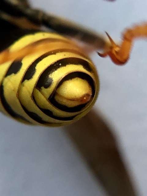 Polistes dominulus - déli papírdarázs