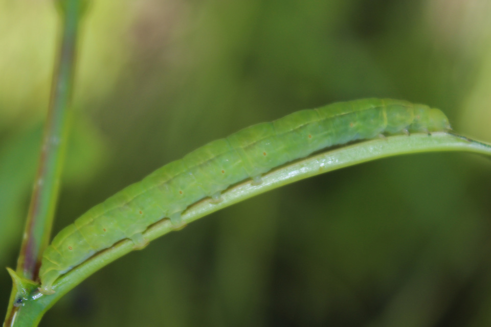 Scoliopteryx libatrix - vörös csipkésbagoly