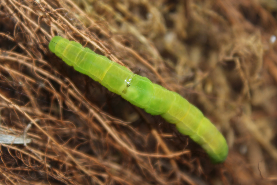 Scoliopteryx libatrix - vörös csipkésbagoly