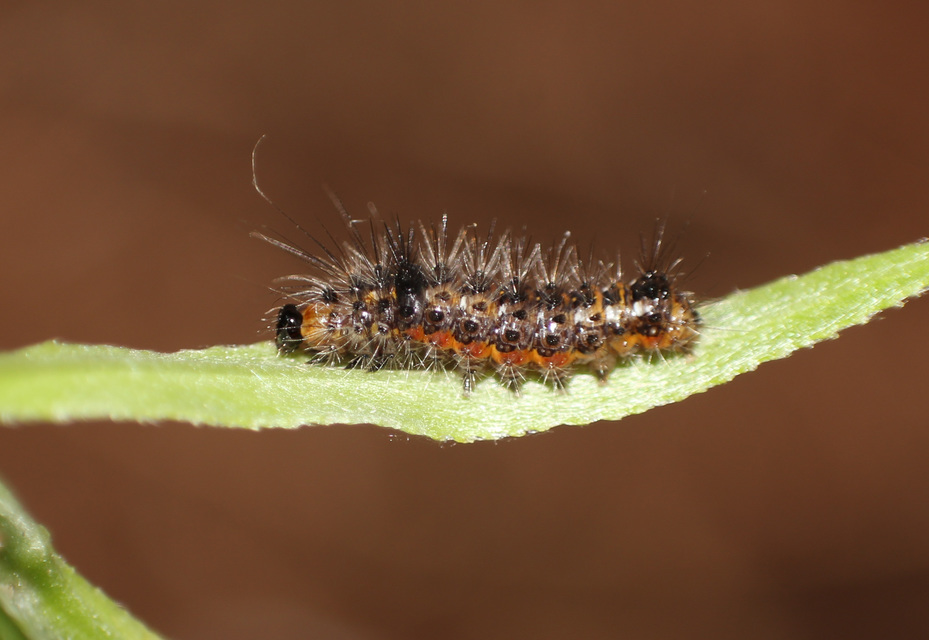 Acronicta rumicis - sóska-szigonyosbagoly Acronicta rumicis - sóska-szigonyosbagoly