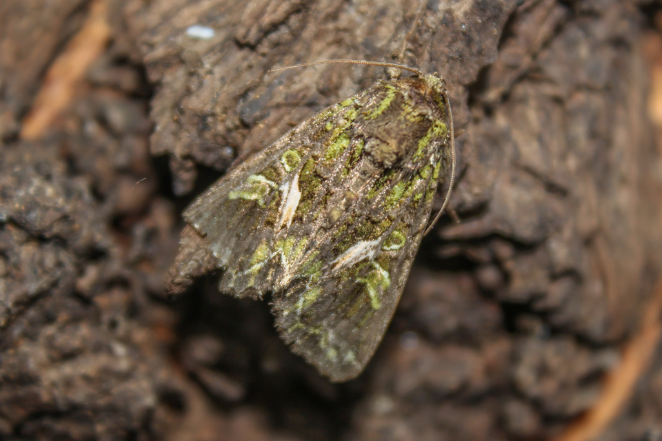 Trachea atriplicis - nyári zöldbagoly