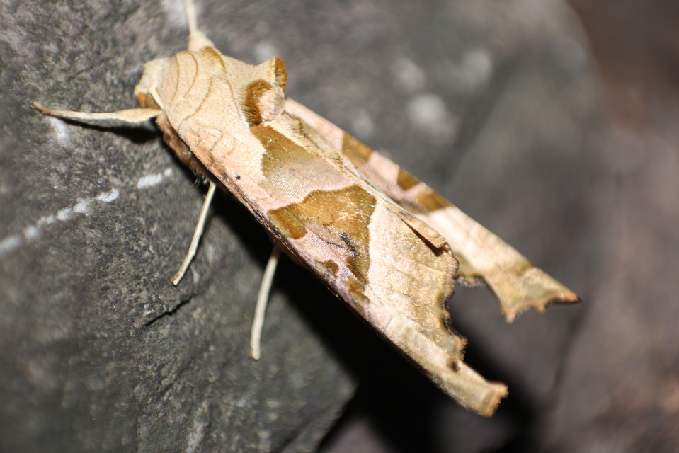 Phlogophora meticulosa - vándorló csipkésbagoly