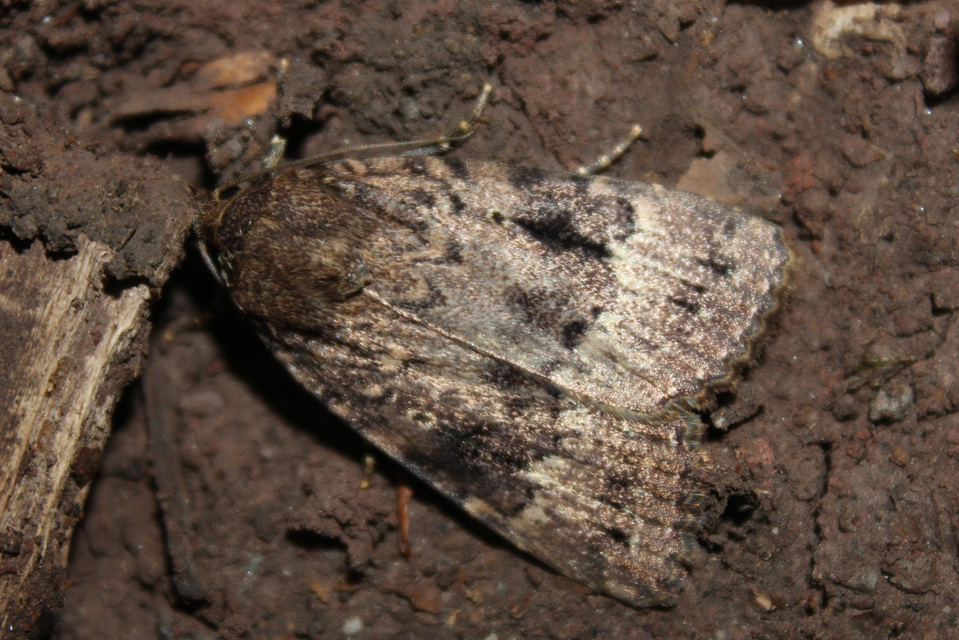 Amphipyra berbera/pyramidea