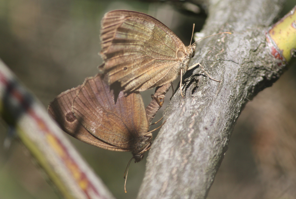 Minois dryas - fekete szemeslepke