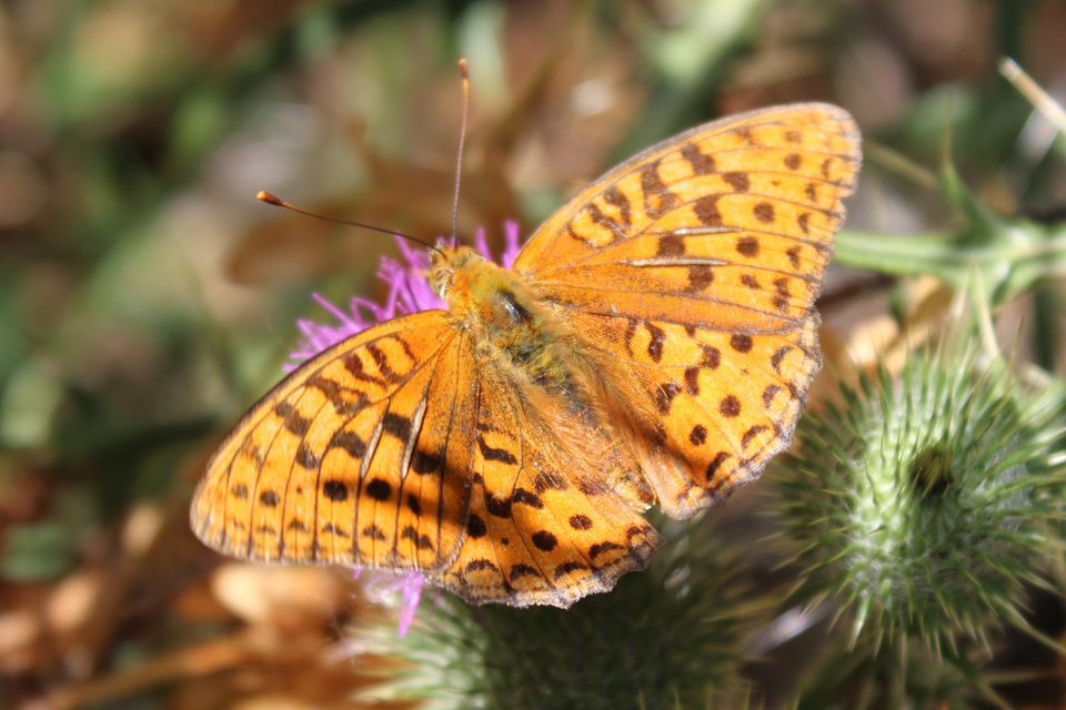 Argynnis adippe - ezüstös gyöngyházlepke