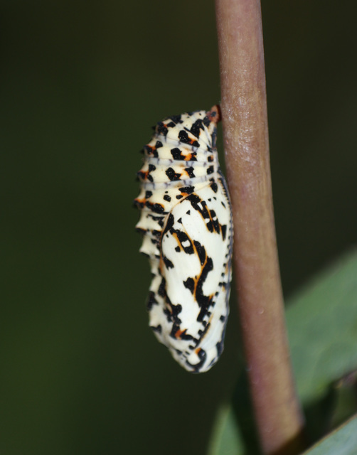 Melitaea didyma - tüzes tarkalepke