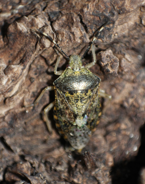 Rhaphigaster nebulosa - bencepoloska