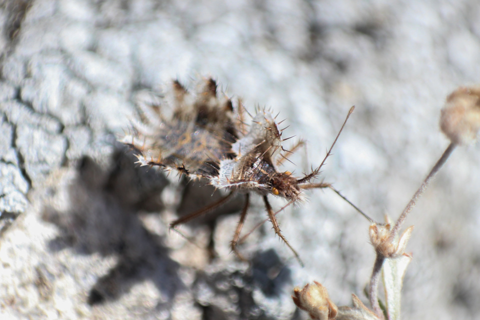 Phyllomorpha laciniata - lándzsás karimáspoloska