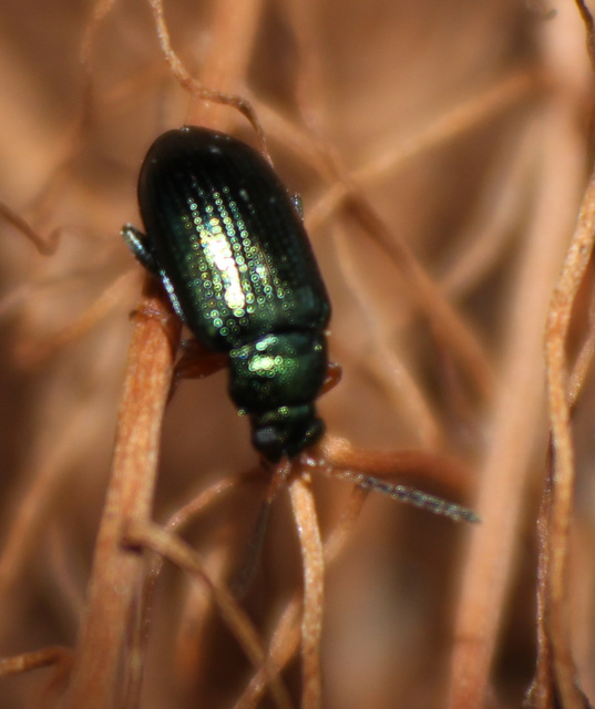 Crepidodera