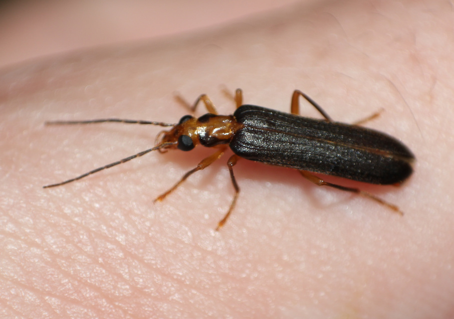 Nacerdes carniolica - karnóliai álcincér