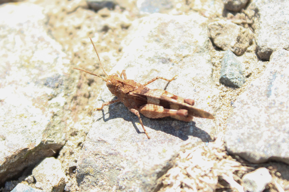 Oedipoda caerulescens - kékszárnyú sáska
