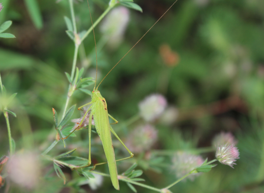 Phaneroptera falcata - zöld repülőszöcske