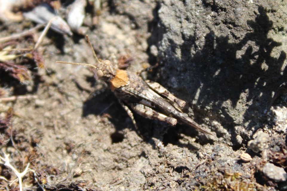 Oedipoda caerulescens - kékszárnyú sáska