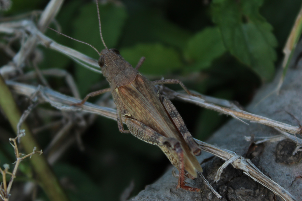 Calliptamus italicus - olaszsáska
