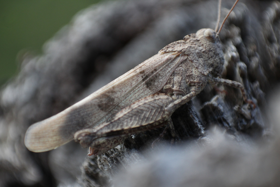 Oedipoda caerulescens - kékszárnyú sáska