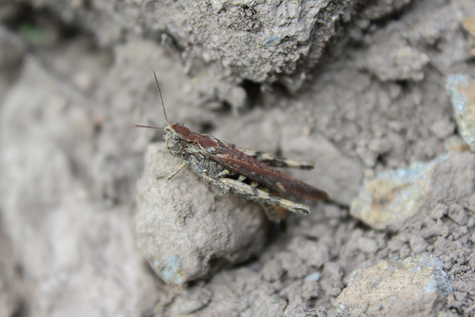 Chorthippus (Glyptobothrus) (subgenus)