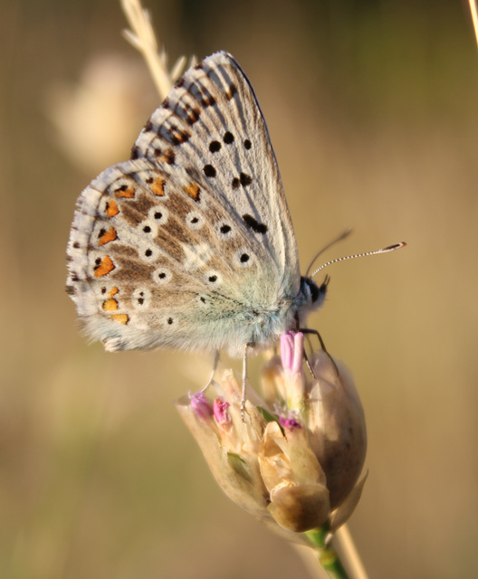 Polyommatus coridon - ezüstkék boglárka