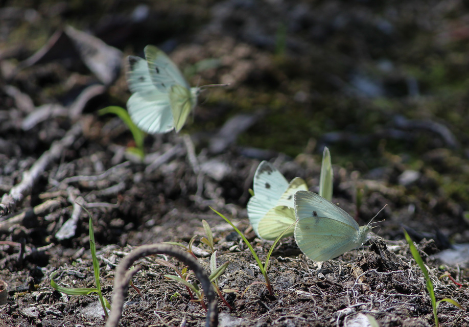 Pieris rapae - répalepke