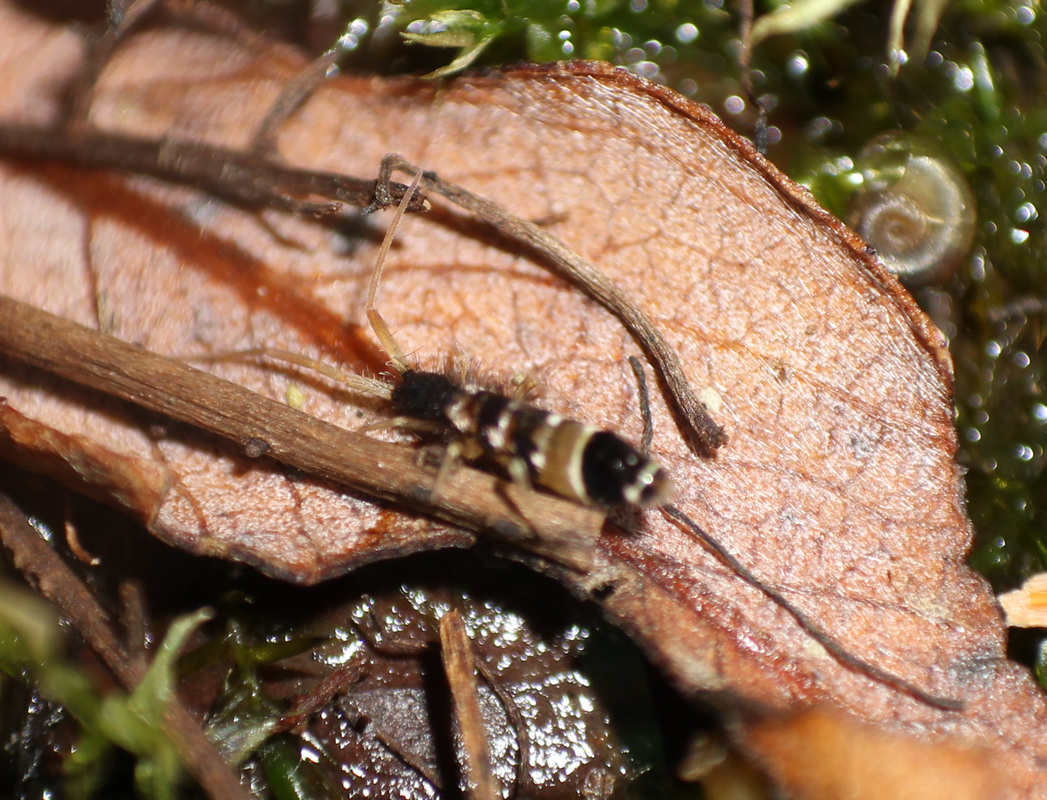 Orchesella pannonica