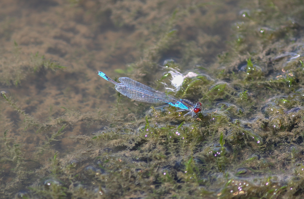 Erythromma viridulum - kis pirosszemű-légivadász