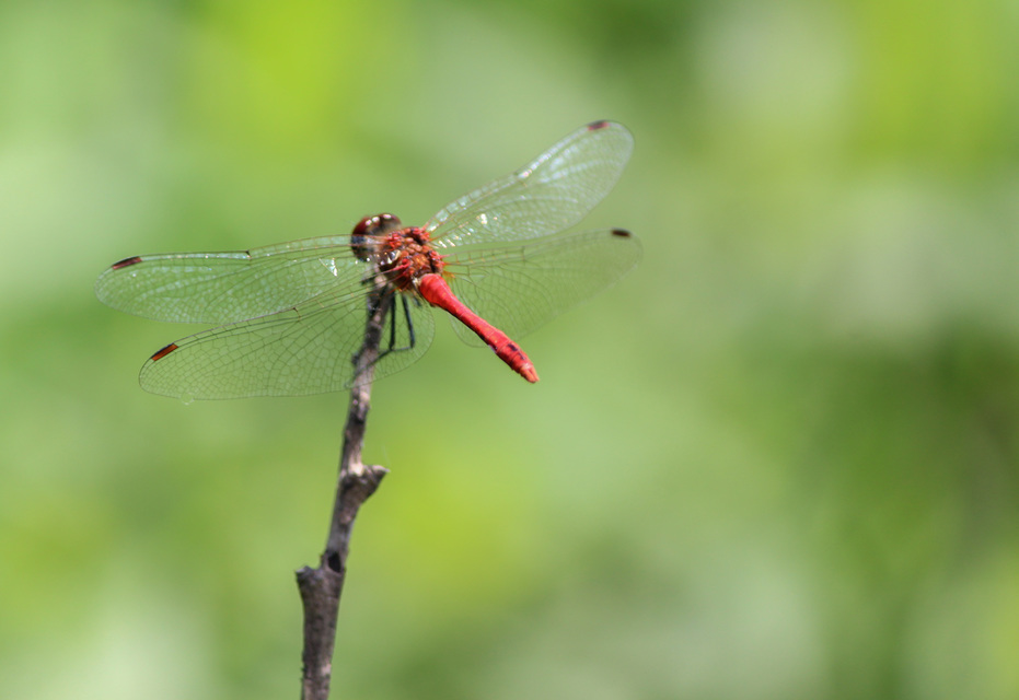 Sympetrum sanguineum - vörös katona-szitakötő