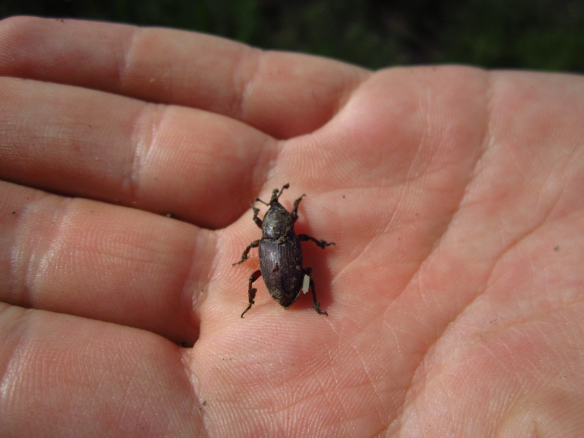 Sphenophorus striatopunctatus - mezei zsuzsok