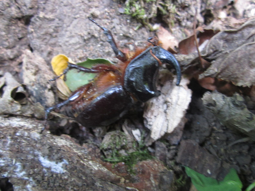 Oryctes nasicornis - orrszarvú bogár