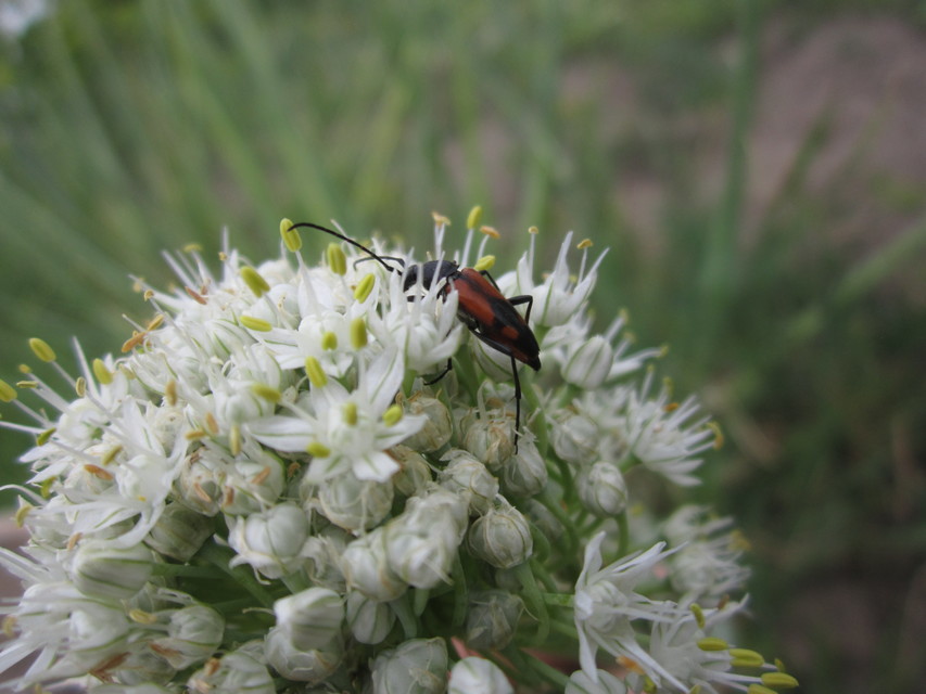 Stenurella bifasciata - kétöves karcsúcincér