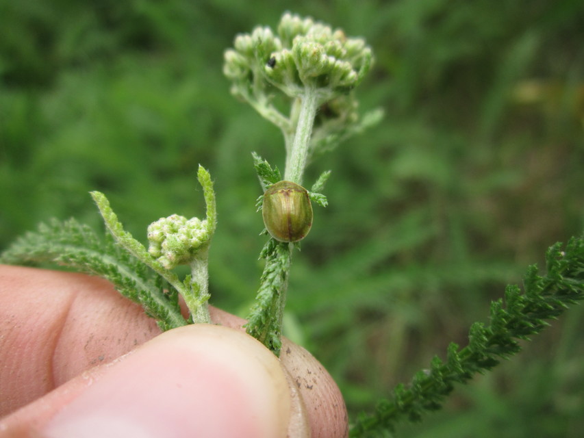 Cassida Cassida