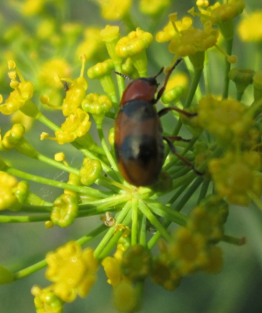 Coptocephala unifasciata - sárgalábú hullóbogár