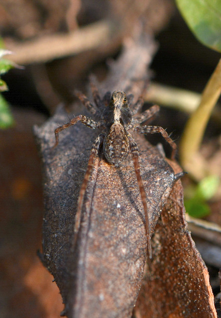 Pardosa alacris/lugubris Pardosa alacris/lugubris