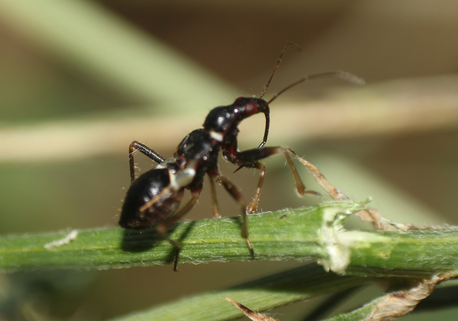 Himacerus mirmicoides - csalán-tolvajpoloska